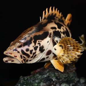 【新作限定】1円〜　タケノコメバル　フィギュア　魚寸30cm