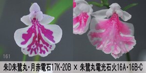 23-161K-1 イワチドリ 岩千鳥 『朱D朱6A月赤電石7K-20D×朱鷺電石(6A6B)-C 【紅一】』 6球 【L～LL球】【最新】検(ウチョウラン、山野草)