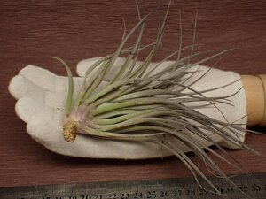 Tillandsia 