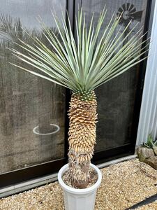 ユッカリギダ Yucca rigida 極太株