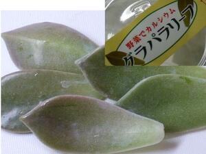 健康野菜　カルシウム多い　正真正銘　グ○パ○リーフ　10苗　葉っぱ付き