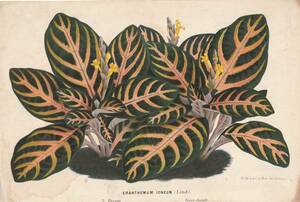 フランスアンティーク 博物画 植物画『ERANTHMUM　ICNEUM』 多色刷り石版画　ボタニカルアート