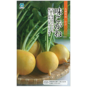 送料無料　味こがね　蕪　１００粒