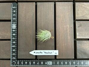 T. ionantha Hazelnut【イオナンタ ヘーゼルナッツ】チランジア　エアープランツ