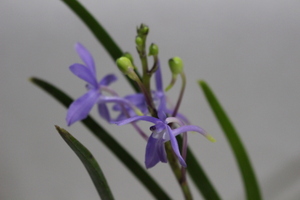 ブルースター（株立・花芽付き）　　４　　　フウラン交配種　　青花　芳香　富貴蘭　　洋ラン