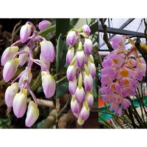 洋ラン Dendrobium Amabile 苗 1鉢（洋蘭） 洋蘭原種