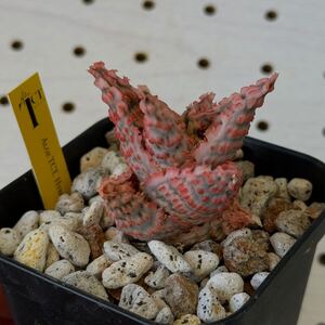 TCT アロエ ハイブリッド 多肉植物 Aloe hybrid 33