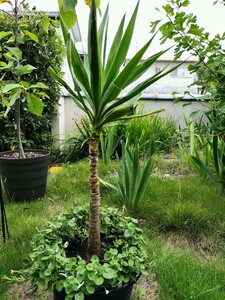 耐寒性　ユッカ 幹太　根付き　　Yucca