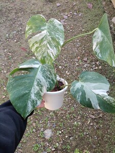 モンステラボルシギアナアルボ　白斑 Monstera 斑入り