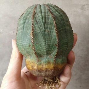 【B6785】★超巨大9cm株！！【SS級！極上特選大株！！】ユーフォルビア オベサ Euphorbia obesa ( 検索 アガベ 多肉植物 )