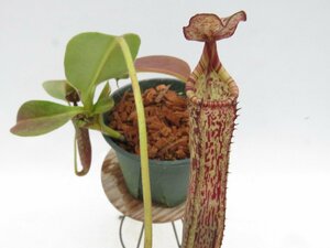 N.maxima × vogelii BE-3548 3.5号【現品限り】ネペンテス 食虫植物_16876