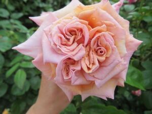 ＊希少切り花種・流通なく入手難・ニュアンスある花色と魅力の花型＊ゴースト挿し木苗蕾付き