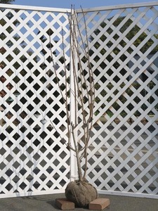 アロニア メラノカルパ 1.5m 露地 2個 苗木