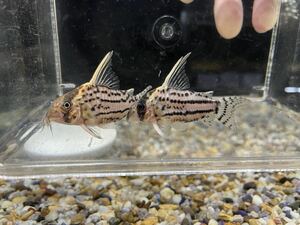 コロンビア便WILDコリドラススーパーシュワルツィ5cm± 1匹