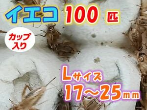 ヨーロッパイエコオロギ イエコ Lサイズ 15mm～20mm カップ入り 100匹 生餌 死着保証10% 爬虫類 両生類 トカゲ カエル [3676:gopwx]