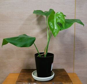 モンステラ ボルシギアナ ホワイトタイガー 高さ30センチ Monstera deliciosa var. borsigiana variegated