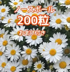 秋まき　花の種　ノースポール（クリサンセマム）の種