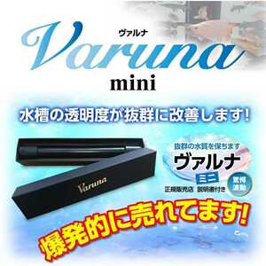 ヴァルナ・ミニ 【8センチ】水槽の水質改善に！説明書付けます☆購入後も満足いくまでサポート致します☆水替えや掃除が面倒な方にお薦め