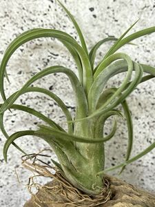 【Frontier Plants】チランジア・マッドロー T. Mudlo(intermedia x ionantha) エアプランツ ブロメリア