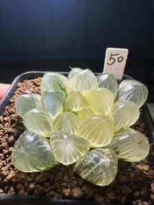 50 ハオルチア 多肉植物　赤線錦 自家繁殖　抜き苗発送