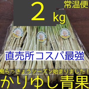 〈直売所コスパ最強〉沖縄県産Ｋおばーの島らっきょう 約２kg【常温便】①