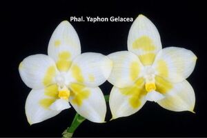 (^。 ^)(426) 洋蘭, Phal. Yaphon Gelacea