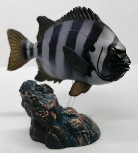  イシダイ　原色海水魚図鑑 II　原色　海水魚　石鯛　ユージン　YUJIN　フィギュア