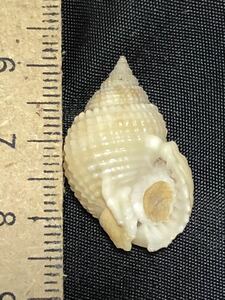 アラレガイ　貝殻標本