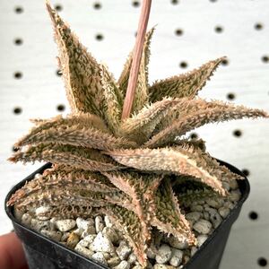 アロエ 実生　テンプラ　hyb 子株のみ　ハイブリッド 多肉植物 Aloe hybrid 229