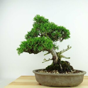 盆栽 真柏 樹高 約27cm しんぱく Juniperus chinensis シンパク “ジン シャリ” ヒノキ科 常緑樹 観賞用 現品