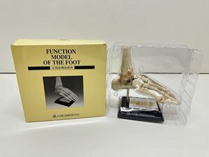 足関節機能模型 FUNCTION MODEL OF THE FOOT ディスプレイ 大正富山医薬品株式会社