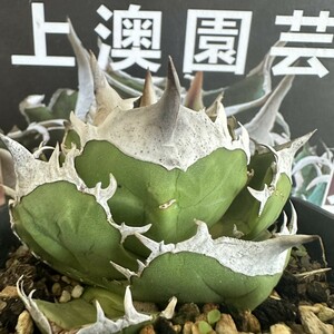 465【上澳園芸】 アガベ チタノタ シロサイ 白犀牛 