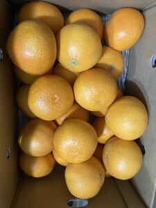 379.愛媛県産 ブランド柑橘 秀品あいか愛果　紅まどんな同品種箱込み5.5kg