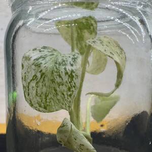 モンステラ　デリシオーサ　サイアムミント　tissue culture monstera deliciosa 　Siam　Mint　Variegata　組織培養¨HEIAN¨