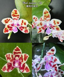 (^。 ^)(396) Phal. mariae x sib 洋蘭原種 