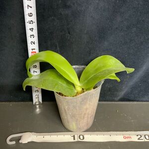 (^。 ^)(411) Phal. violacea blue-indigo 