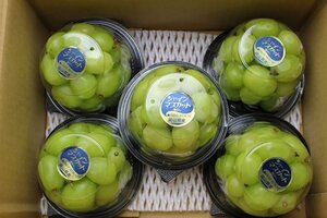 【限定1箱】岡山県特産 シャインマスカット パック入り 5パック (1パック約300g) 家庭用 1円スタート