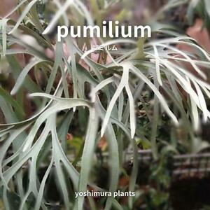 [胞子] pumilium プミルム　ビカクシダ