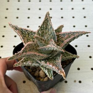 アロエ 実生 ハイブリッド 多肉植物 Aloe hybrid 69