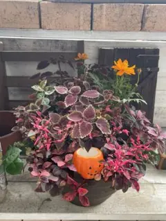 秋の寄せ植え☆〜（ゝ。∂）ハロウィン