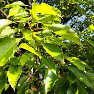 クスノキの葉　アオスジアゲハの餌　くすのきの葉　新芽　枝ごと10本 アゲハ蝶の餌