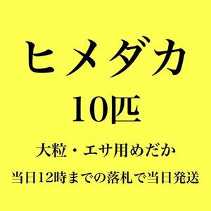 【新潟養魚場】 高評価　ヒメダカ　10匹　エサ用めだか　めだか卸　業務用特価　即日発送