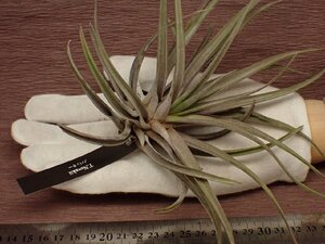 Tillandsia novakii チランジア・ノバキー 250★エアプランツEP