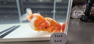 綺麗!!　桜錦　11cm　2匹セット　明け2歳