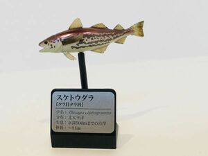 スケトウダラ　魚類　魚　海　川　フィギュア　日本　生き物　生物　動物　ミニチュア　３３