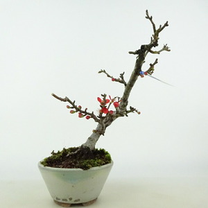 盆栽 梅 長寿梅 樹高 約15cm ちょうじゅばい Chaenomeles japonica 