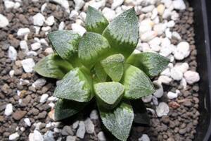 夢殿　Haworthia　ハオルチア