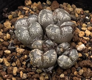 コノフィツム　Conophytum pellucidum var.terricolor TS438 ①