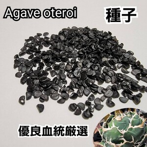 アガベ　オテロイ　種子【10粒】良血統厳選　オアハカ　メキシコ産　鮮度の良い種ですので発芽率も高い！是非、実生にチャレンジください