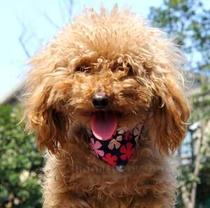 【おしゃれ♪】　小型犬　中型犬用 バンダナ 簡単アジャスター付き (フラワー柄 , Sサイズ) インスタ インスタグラム 撮影